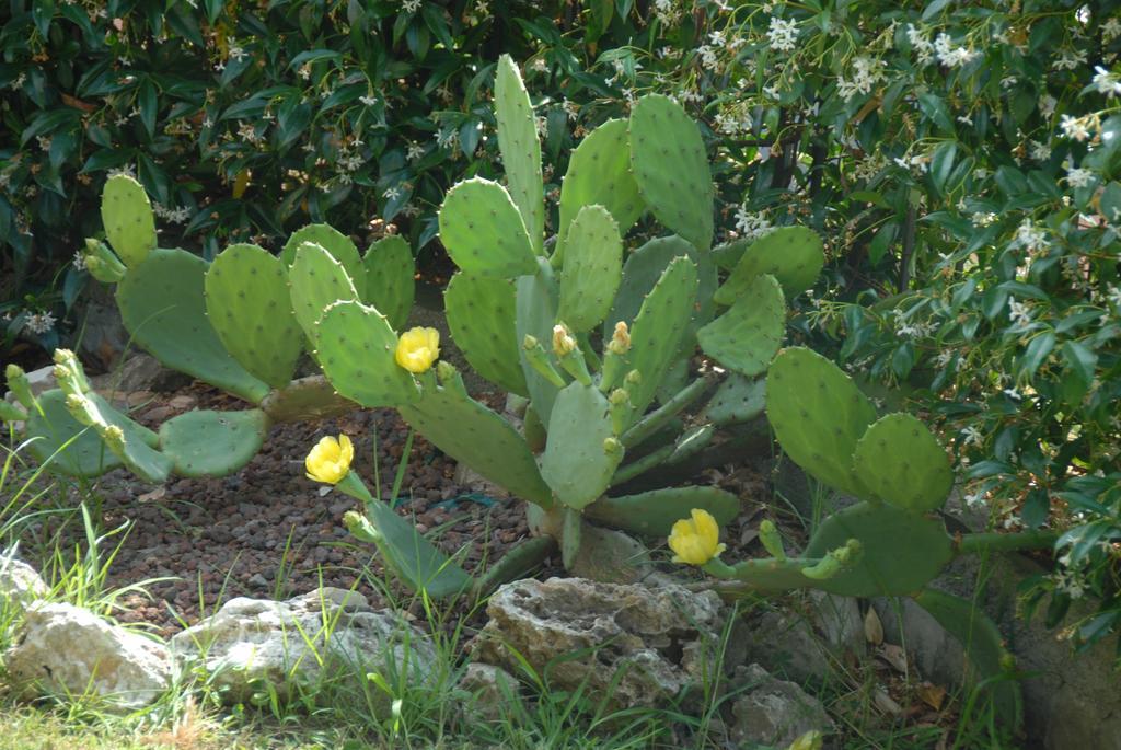 B&B Villa Luisa Casarza Ligure Exteriör bild